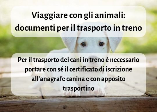 Animali Documenti (1).jpg